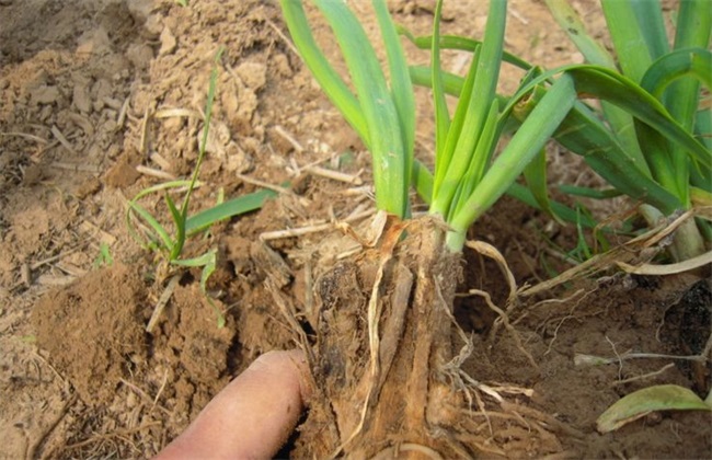 花椰菜 烂根 怎么办
