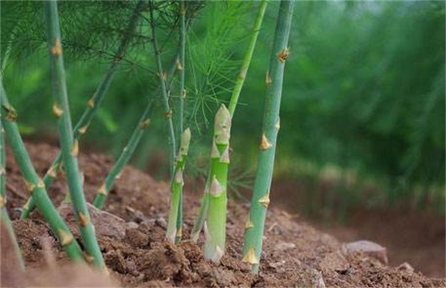 芦笋 育苗技术 要点