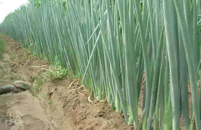 怎样提高 大葱 产量