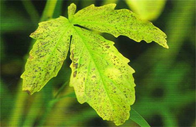 芝麻 常见病虫害 防治