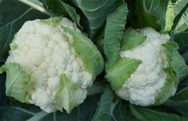 花椰菜的采收和保存方法