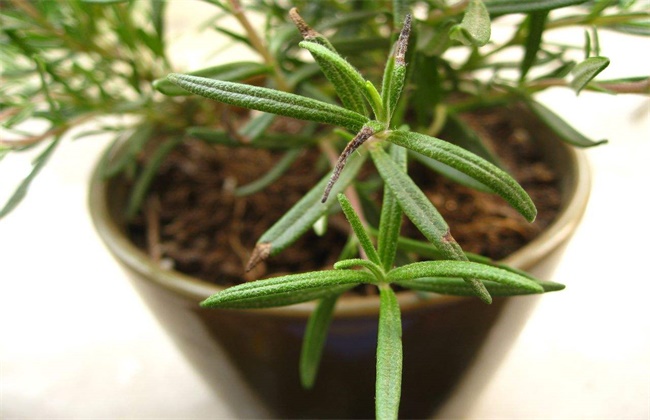 迷迭香 枯萎 怎么回事