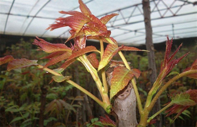 大棚香椿种植效益分析