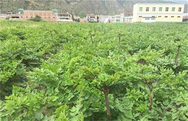 当归早期抽薹原因及防治方法