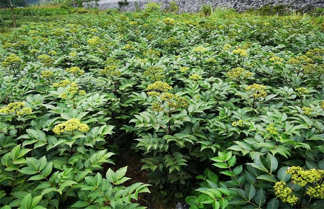 吴茱萸种植效益分析