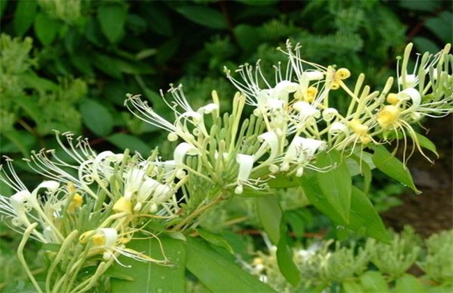 种植金银花赚钱吗