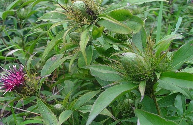 白术种植效益怎么样