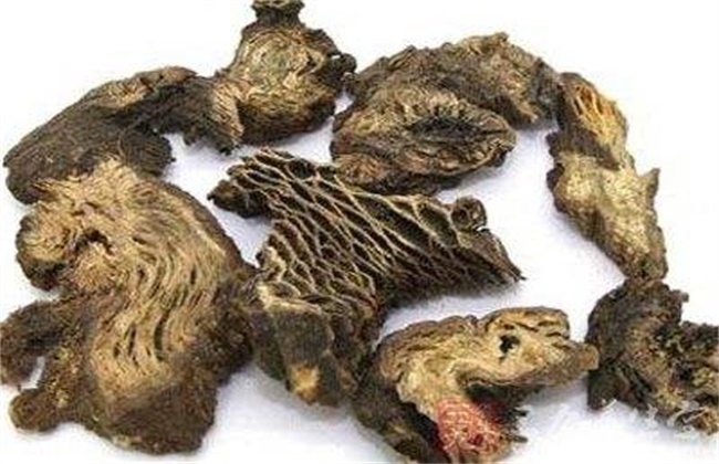 升麻多少钱一斤