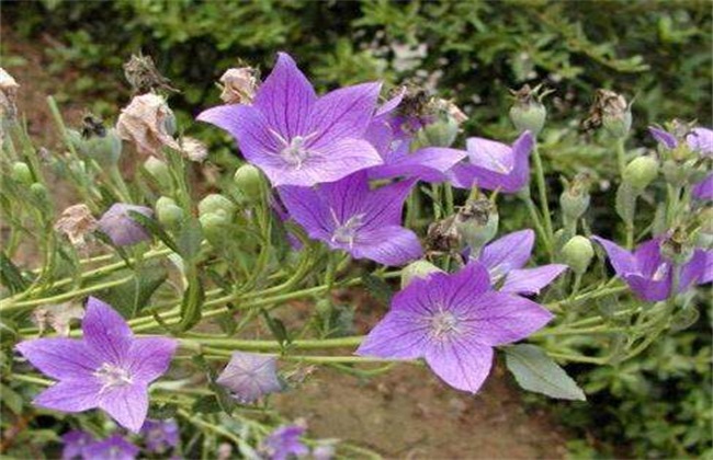 桔梗种植效益分析