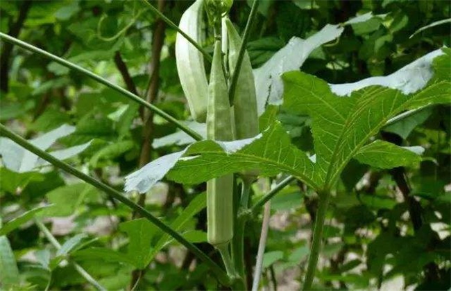 秋葵种植效益分析