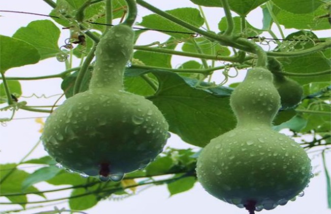 葫芦 田间 管理