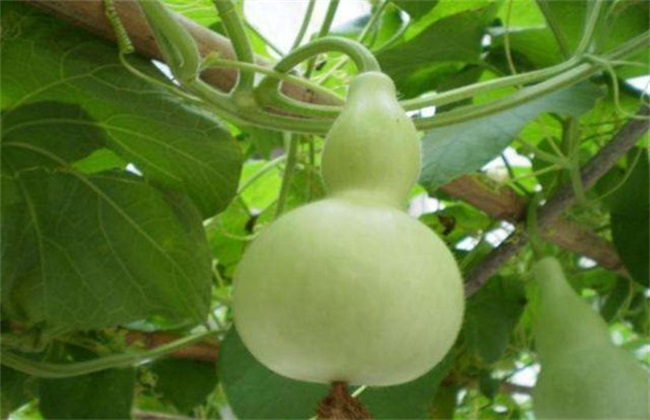 葫芦 田间 管理