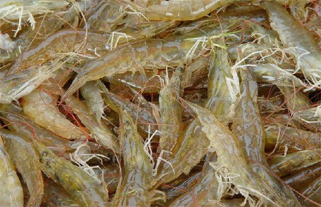 青虾养殖效益分析