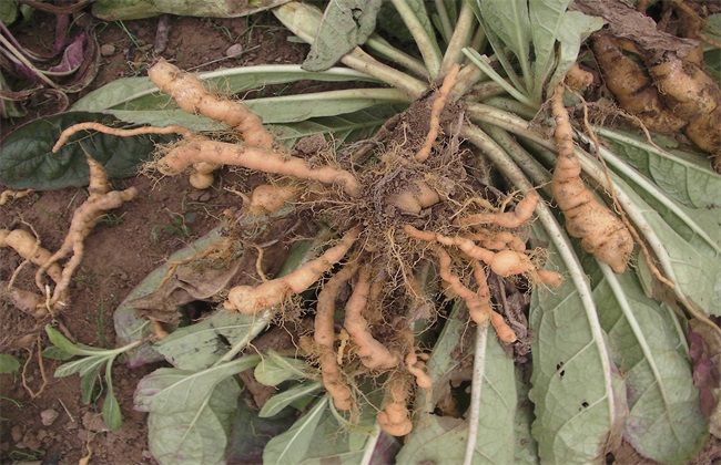 地黄种植效益分析