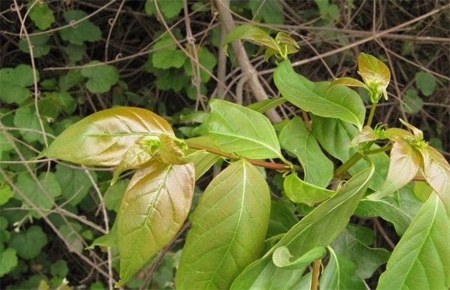 钩藤种植效益