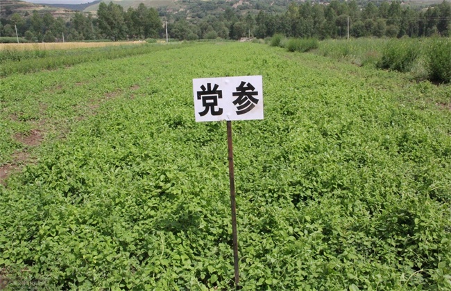 党参种植效益介
