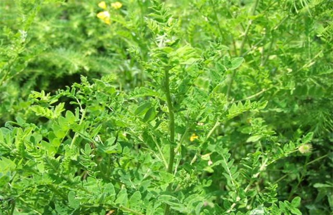 黄芪种植效益分析