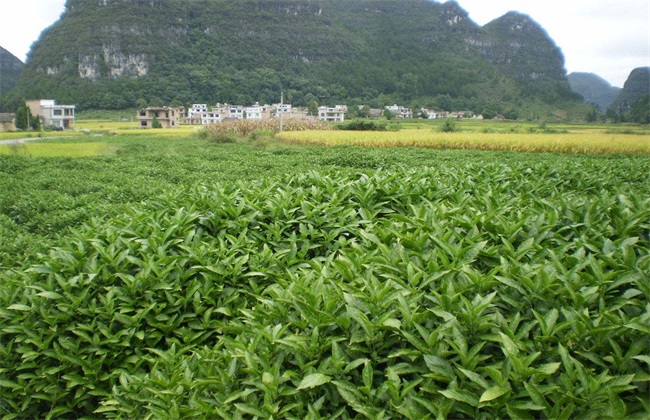 板蓝根种植效益分析