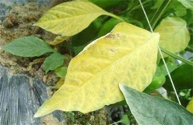 大豆黄叶、死苗