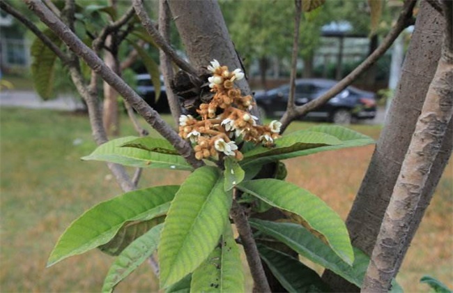 荔枝旺长不开花解决方法