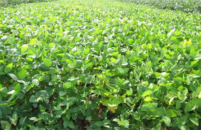 大豆 种植 技术