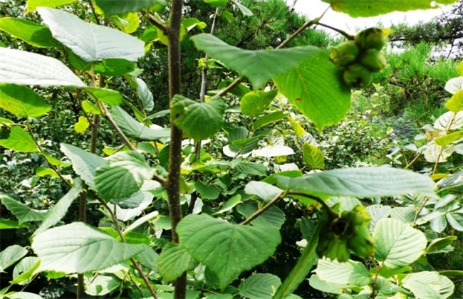 榛子的种植效益