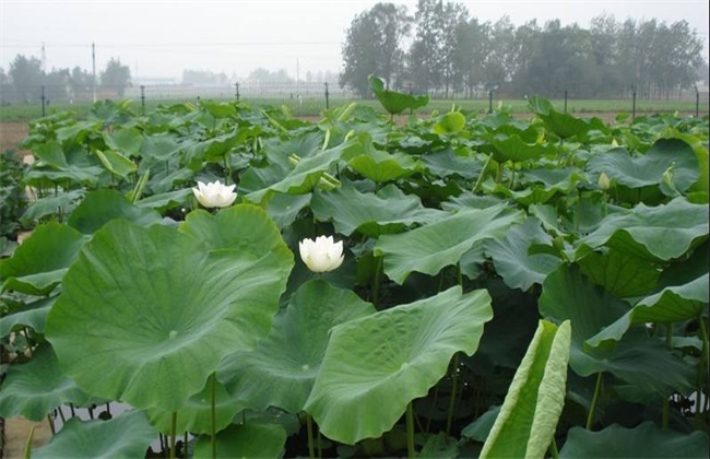 莲藕种植效益分析