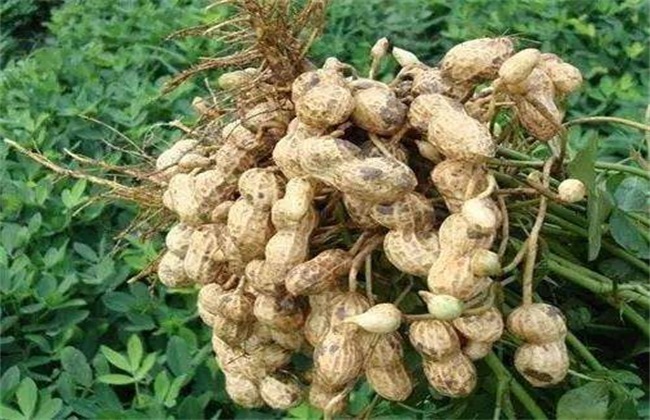 花生种植效益分析