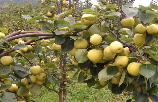 梨树 种植 效益
