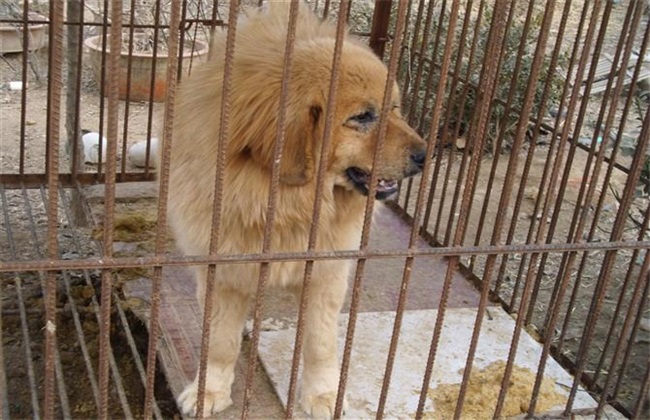 肉狗养殖效益分析