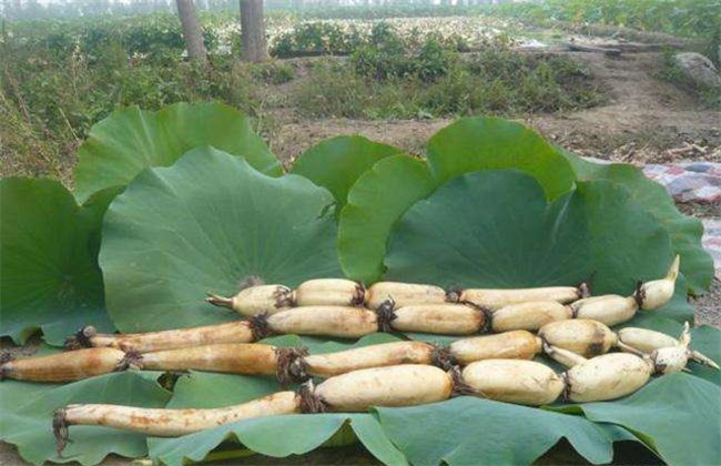 莲藕种植赚钱吗