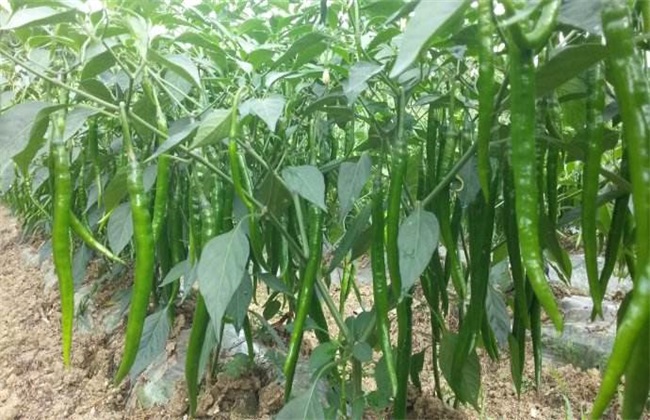 辣椒 种植效益 分析