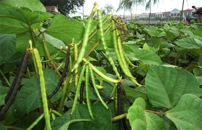 绿豆 高产种植 方法