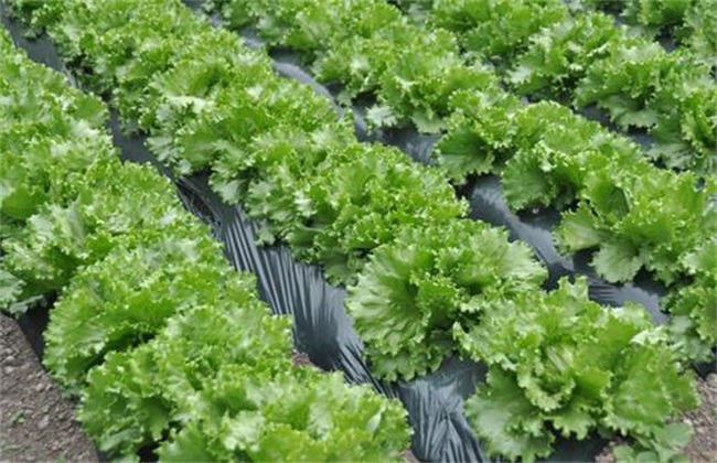 生菜 种植效益 分析