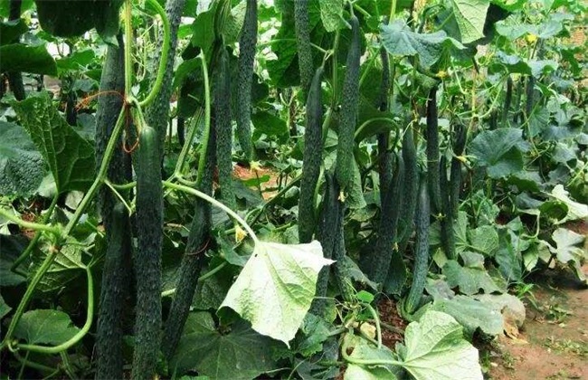 黄瓜种植效益怎么样