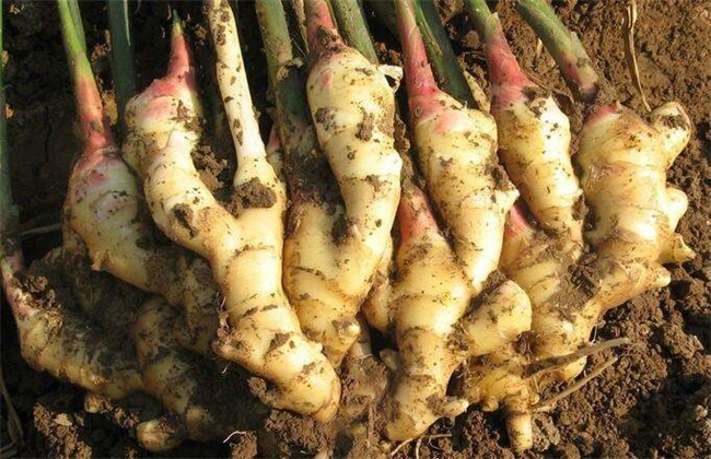 生姜种植效益分析