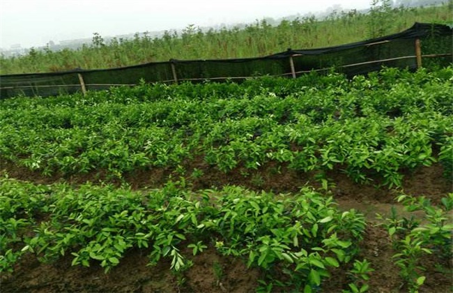 枳壳种植效益