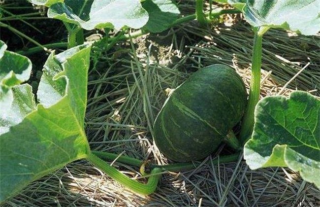 南瓜种植效益分析