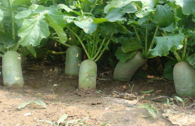 萝卜种植效益