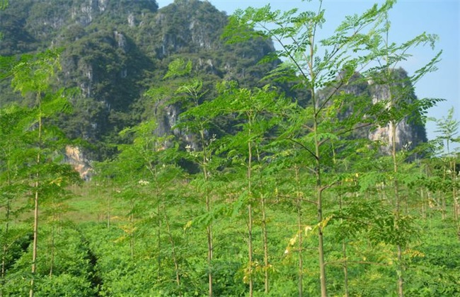 辣木种植效益分析