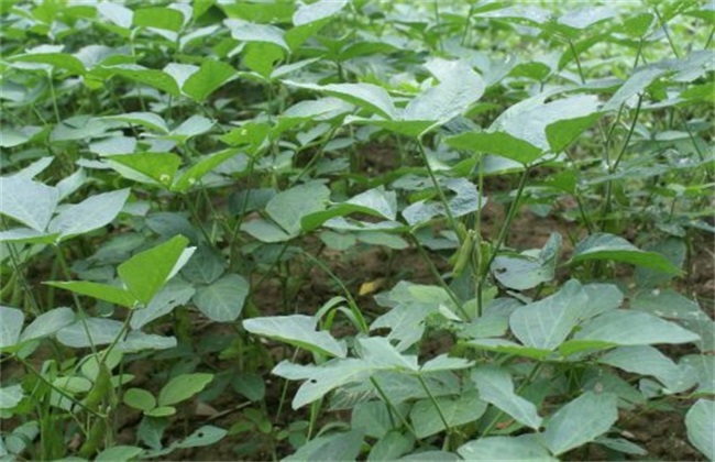 毛豆种植效益如何