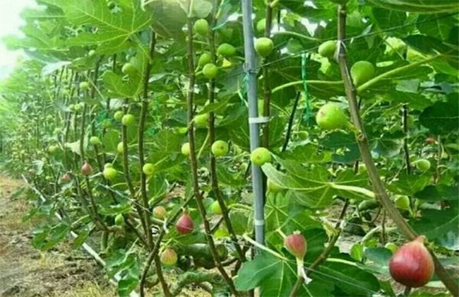 无花果田间管理技术
