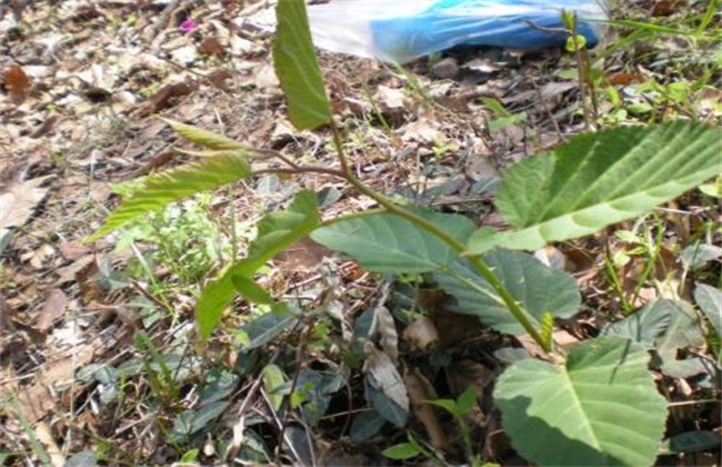 山莓的种植方法