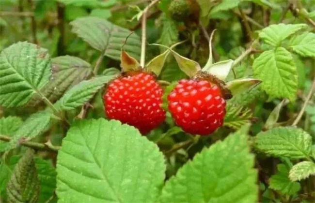 山莓的种植方法