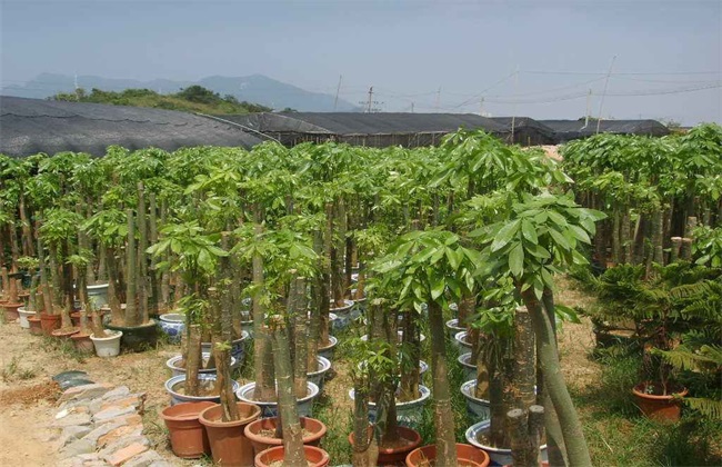 发财树 养殖方法 注意事项