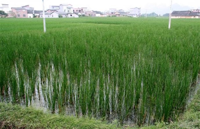 马蹄种植效益分析