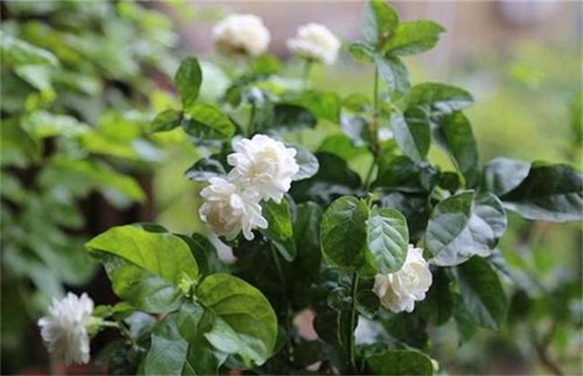 茉莉 养殖方法 注意事项