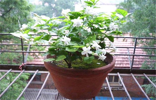 茉莉 养殖方法 注意事项
