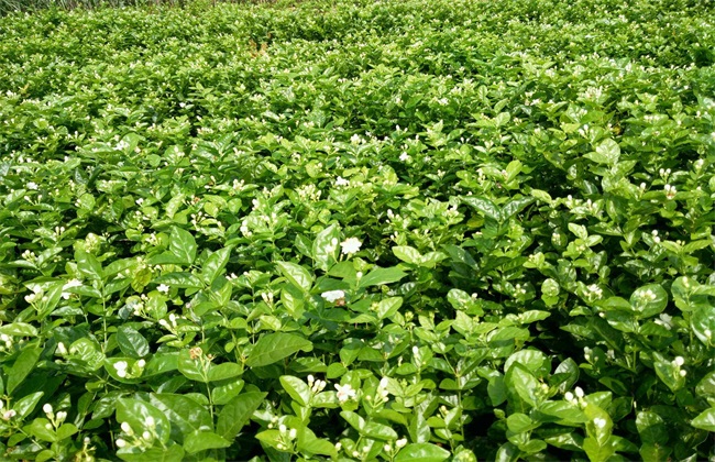 茉莉 养殖方法 注意事项