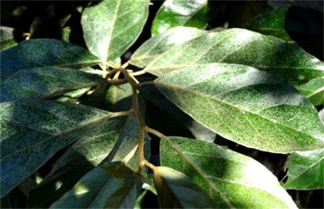 羊奶果种植注意事项